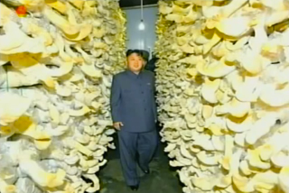 Illustration for article titled Turning North Korea into the Mushroom Kingdom